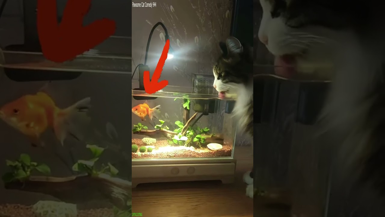 Funny Cat 🐈‍⬛ funny cats moments 😻 # Part 1445