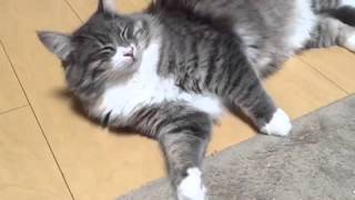ピクピクする猫 ノルウェージャンフォレストキャット