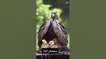من #سورة_الطور تلاوة القارئ #رعد_الكردي