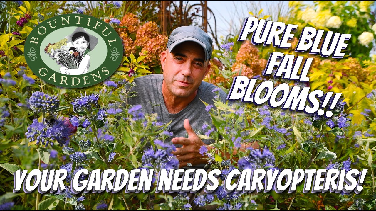 Want the Bluest Blues in the Garden!? -- Plant Caryopteris for an End-of-Summer Celebration!