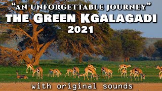 Game drive in the green Kgalagadi Transfrontier National Park 2022 - with original sounds.