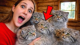 I Raised One Pallas’s Cat… Days Later, My House Was Full !