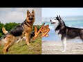 Немецкая овчарка против Сибирский хаски. Siberian husky Vs German shepherd