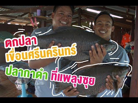 EP.6 ตกปลาเขื่อนศรีนครินทร์ ปากกาดำที่แพลุงชุย ( Fishing  black sharkminnow Thailand )