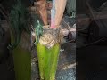 sepuh sejata kakek zeuusz #blacksmith