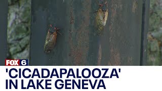 'Cicadapalooza' in Lake Geneva this weekend | FOX6 News Milwaukee