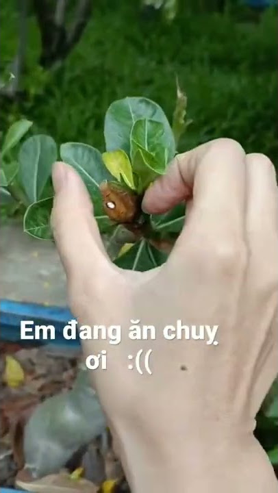Em đang ăn mà chuỵ ơi =)) #funny #shorts #cute #animals #short #worm