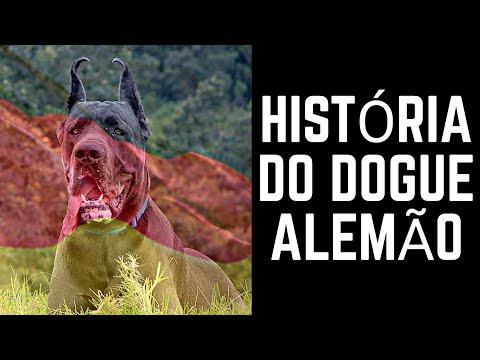 Vídeo: Criador De Dogue Alemão é Considerado Culpado De Crueldade Animal