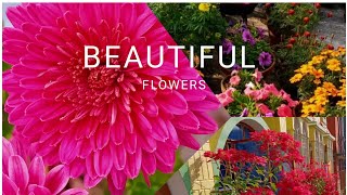 Beautiful flowers for gardening - 1  #flowersforgardening#beautifulwinterflowers