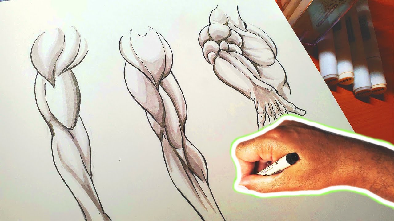 How To Draw Muscles Step by Step Drawing Guide by KingTutorial   dragoartcom  Human figure drawing Human anatomy art Figure drawing