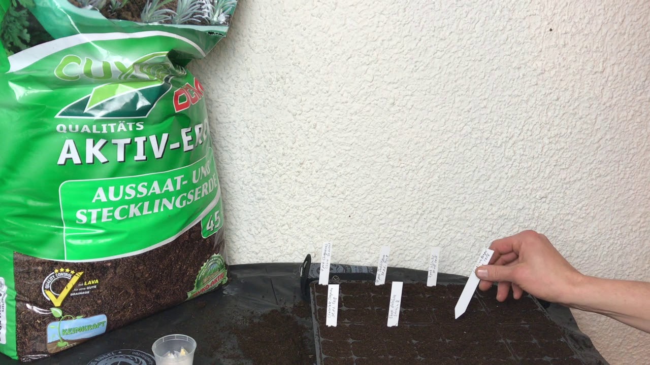 Chili aussäen in Myko-Aktiv-Substrat: Was bringt der Versuch?
