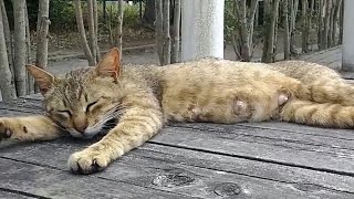 [公園猫]子育て中ママ猫ちゃん、今日はグッタリお休みでした。