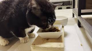 スローペースな猫が食事するとこうなる
