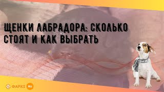 Щенки лабрадора: сколько стоят и как выбрать