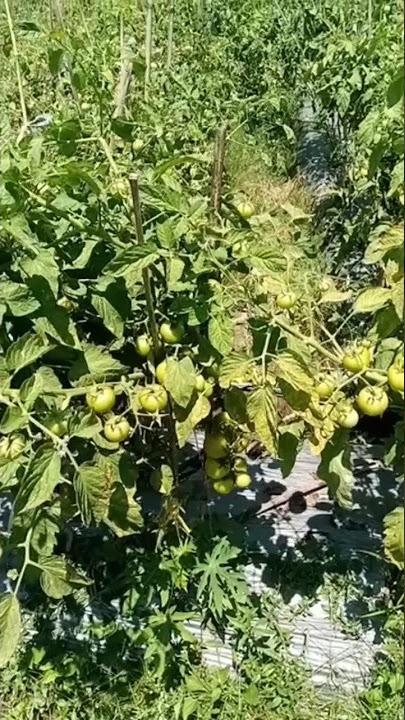 Tomat di Banyuwangi