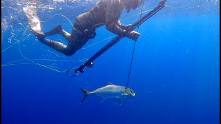 Shooting up AJ's in the Gulf - Spearfishing Amberjack