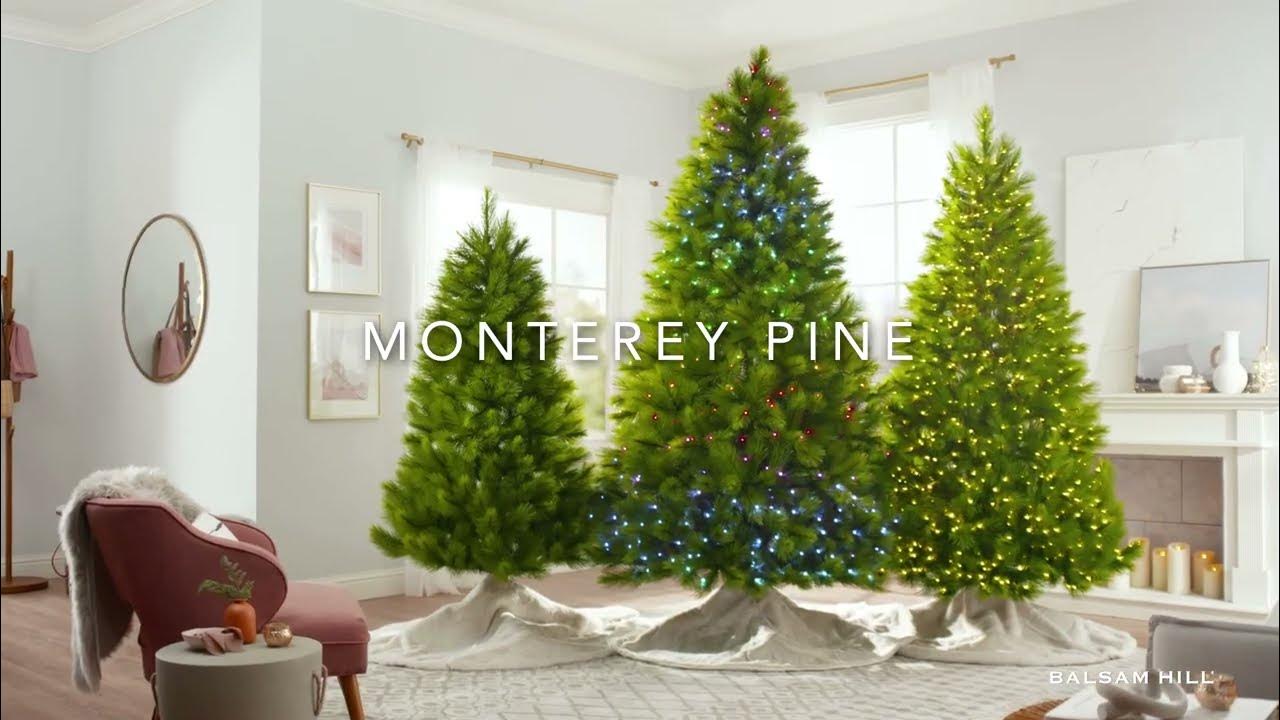 Monterey Pine Christmas Tree Balsam Hill AU YouTube