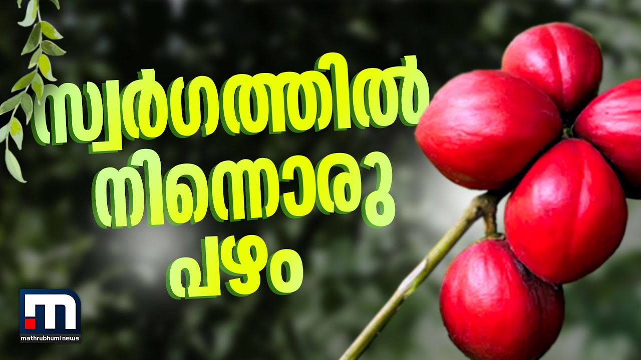 'മാനവരാശിയുടെ രക്ഷയ്ക്കായി സ്വർഗത്തിൽ നിന്നെത്തിയ പഴം.. കേരളത്തിൽ തഴച്ചുവളരുന്നു' | Mahkota Dewa