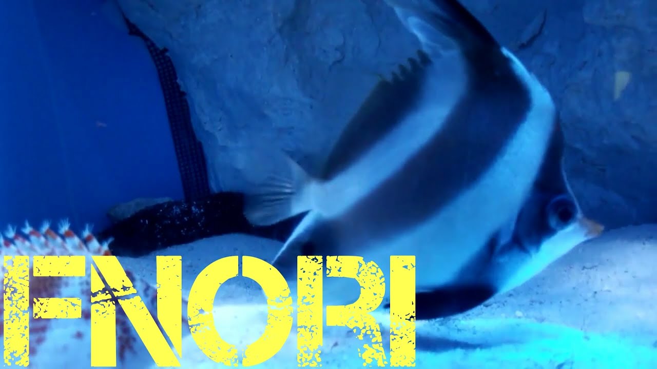 Threeband pennantfish   churaumi aquarium okinawa