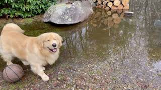 Benny Boop Playing in Oversized Puddle (After the Snow Melted!) 1Year Old Golden Retriever