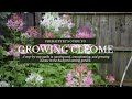 How to Grow Cleome Spider Plant from Seed Growing Cut Flower Garden Annuals