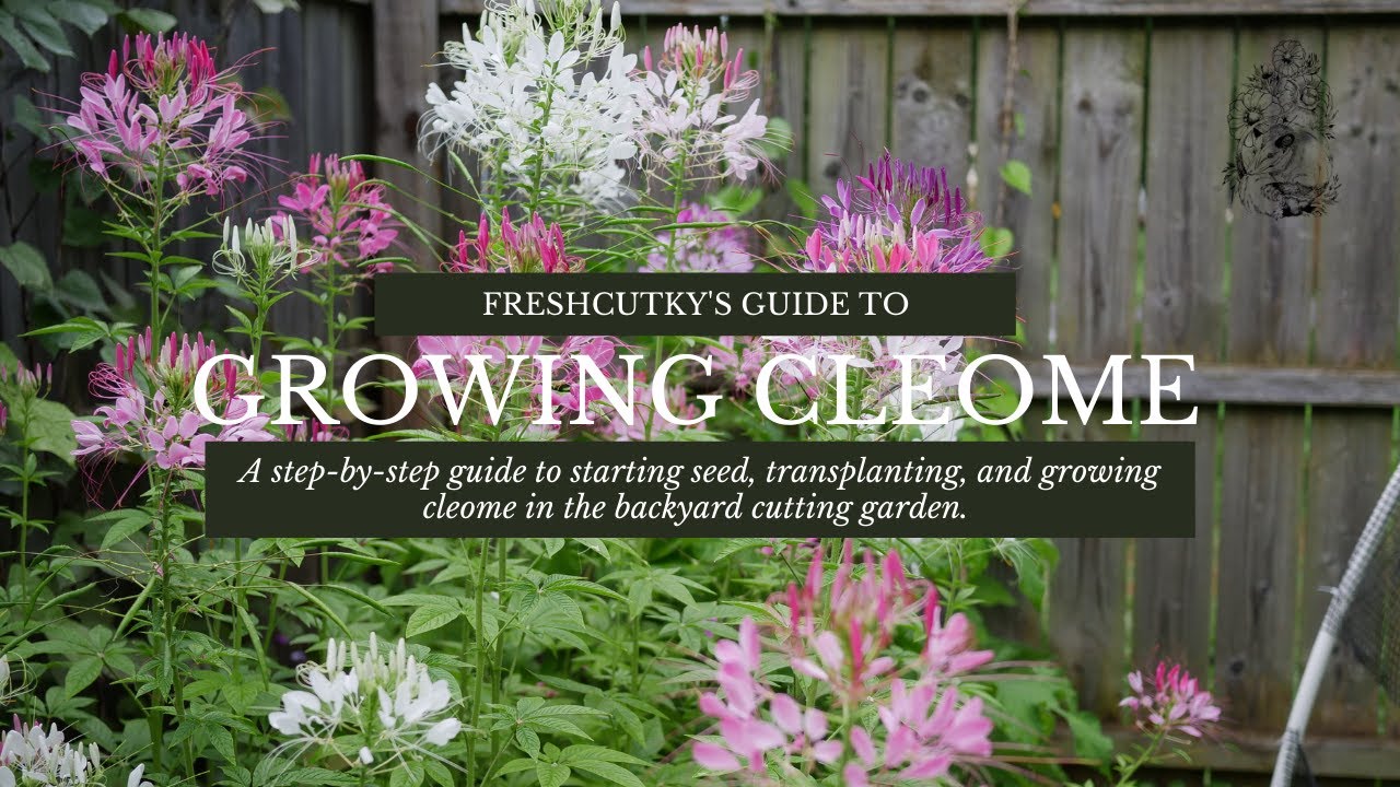 How to Grow Cleome Spider Plant from Seed Growing Cut Flower Garden Annuals