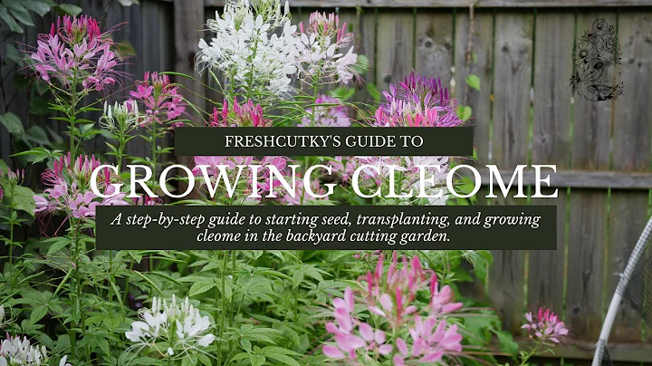 How to Grow Cleome Spider Plant from Seed Growing ...