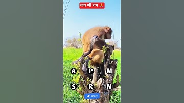 oh! monkey and big cobra snake on tree #shorts​ #shorts #trendingshorts #monkey #snake