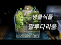 Paludarium made using vine plants and moss, terrarium(넝쿨식물과 이끼를 활용한 팔루다리움, 테라리움)