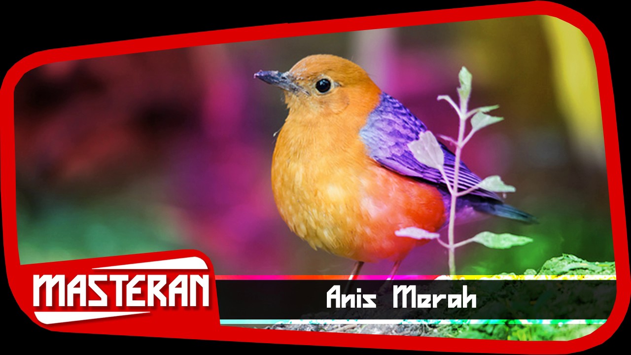 MASTERAN DURASI PANJANG | Ocehan Suara Burung Anis Merah 15 