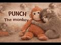 Punch baby Monkey | The story of Japan’s Baby Monkey Punch