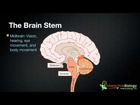 027 The 3 parts of the brain stem and their functions