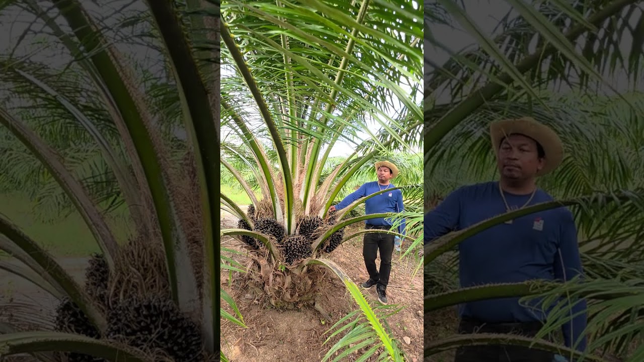 ปาล์มน้ำมัน โกลด์เด้น KB4 แปลงม้าแดงการเกษตร https://www.facebook.com/share/1AS83ZFR3w/