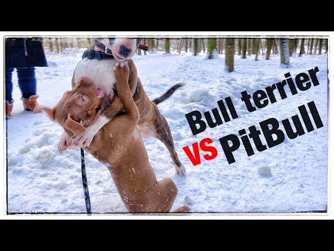 Видео: Америкийн Pit Bull Terrier-тэй байх ёстойг яаж мэдэх вэ