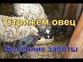 Стрижем овец