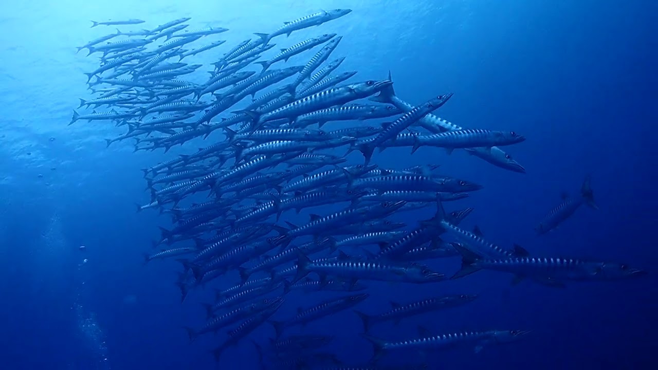 最高齢90歳ダイバー！！！ | 西表島 ダイビング スノーケル カヌー