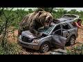 When Humans Cross Paths With Wild Animals — Real Moments That Will Shock You - P 3