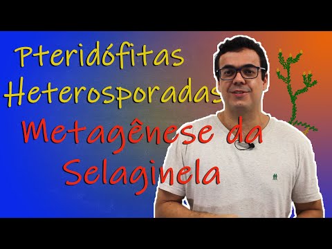 Vídeo: Na selaginella são os anterozoides?