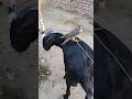 Crazy Eagle 🦅 Loves To Sit On Goat 🐐 #shorts #cat #eagle #pets #viral