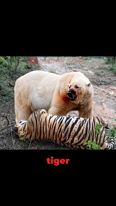 Siberian Tiger VS Polar Bear Meet in The Wild! - Blondi Foks #shorts