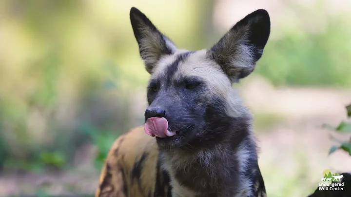 African Painted Dogs - Support a Keystone Species