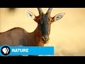 Animal Behavior and Survival Strategies