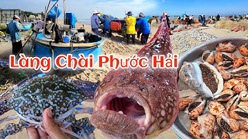 Săn hải sản giá rẻ ở Chợ Làng Chài Phước Hải - Bà Rịa Vũng Tàu | Bội thu cá Bạc Má ngày cận Tết 2023