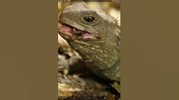 ТРЕХГЛАЗЫЕ ящерицы с КЛЮВОМ