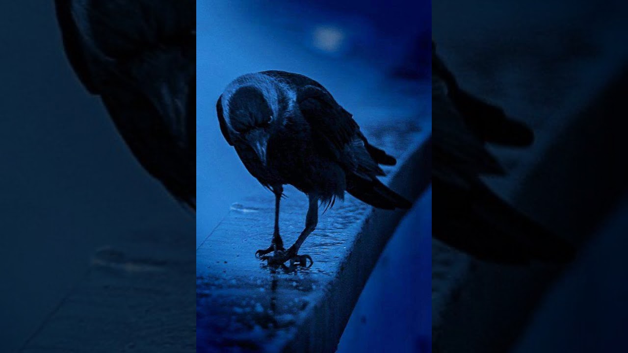 Cuervo De Hogwarts 1 20