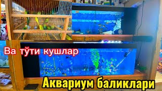 🔰Аквариум баликлари ва тўти кушлар нархлари🔰