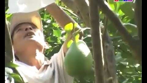 Bán Túi Bọc Bưởi Chất Lượng Cao Giá Rẻ