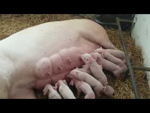 Wideo: Jak Karmić Małą świnię