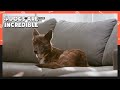 Dogs are incredible EP.60 Part 2 | KBS WORLD TV 210113