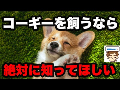 ウェルシュ・コーギーさんを飼う人に絶対に知ってほしいこと　〜出身、歴史、性格、寿命、医療費、なりやすい病気、早期発見法、予防法〜